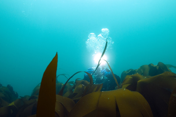 Diving arctic circle