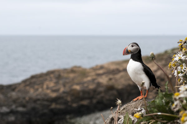 Puffins Grimsey Iceland