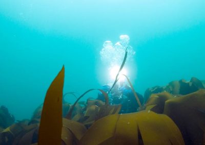 Arctic Diving