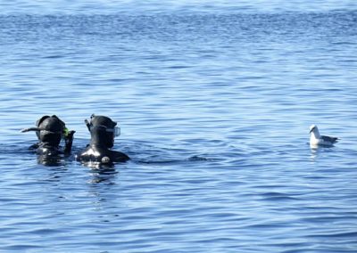 Arctic Snorkeling