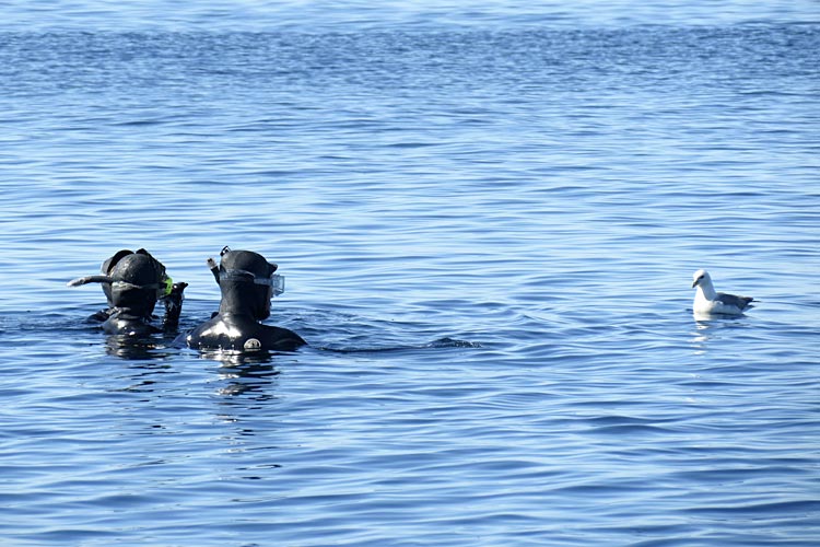 Arctic Snorkeling