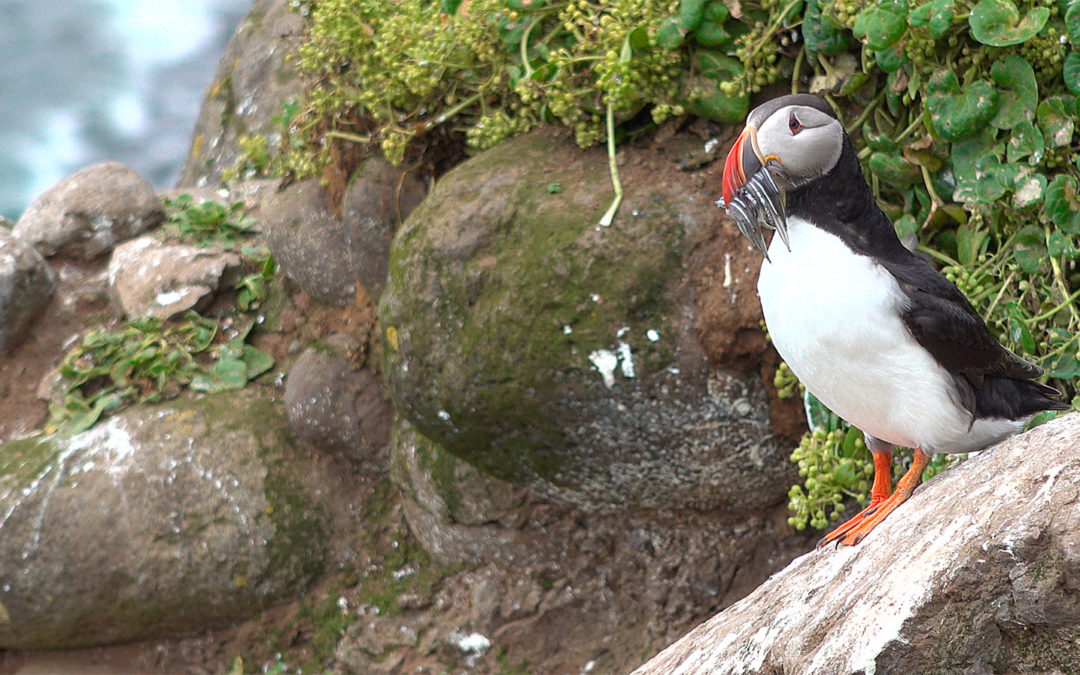 Grímsey Summer Tour on the Arctic Circle