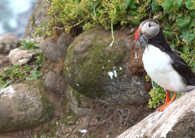 Grímsey Summer Tour on the Arctic Circle