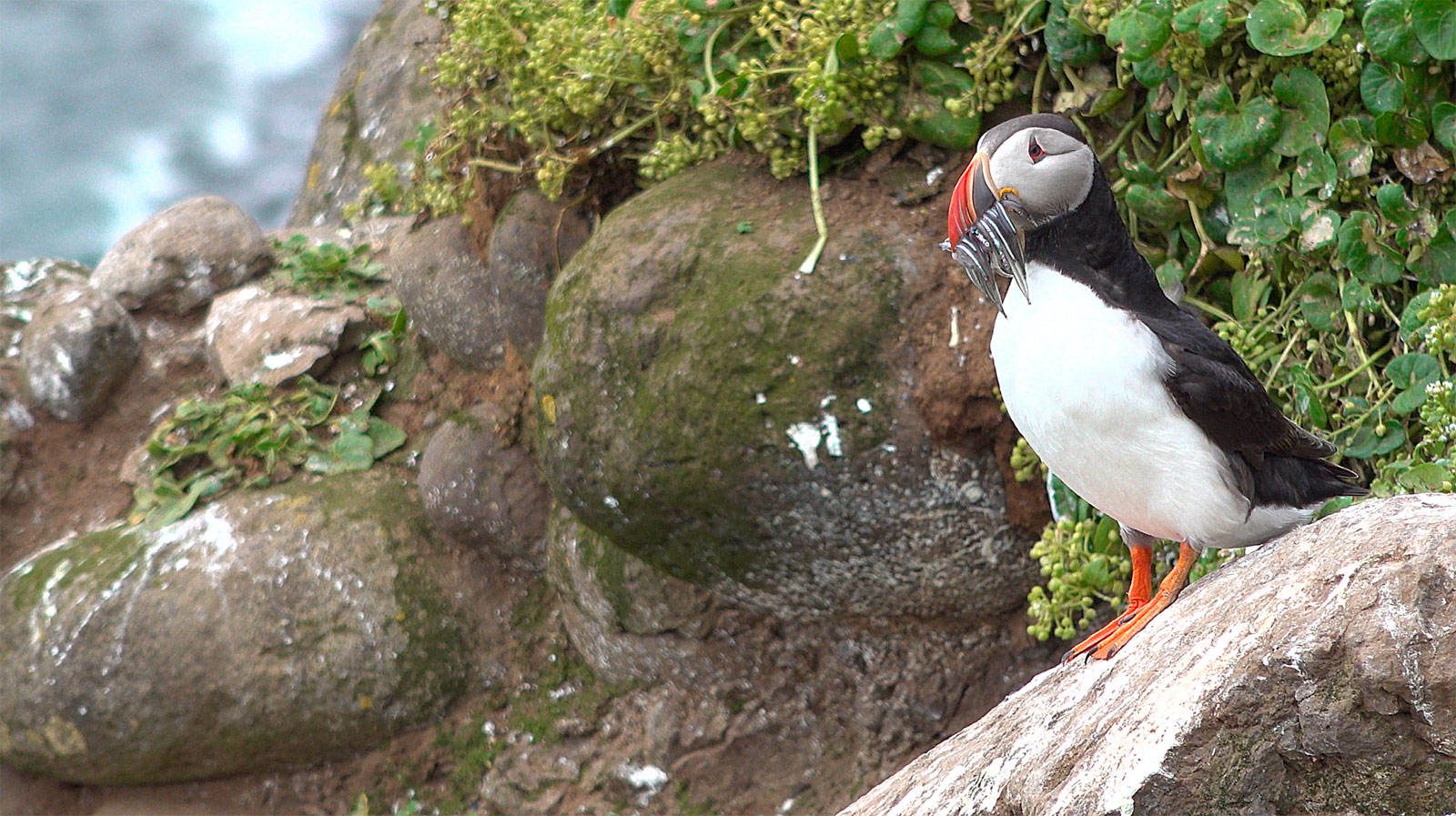 Puffin-grimsey-arctic-circle